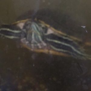 Meet your Posher, Lillian